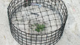 Seabeach amaranth in a protective cage at Assateague Island National Seashore (Maryland and Virginia).